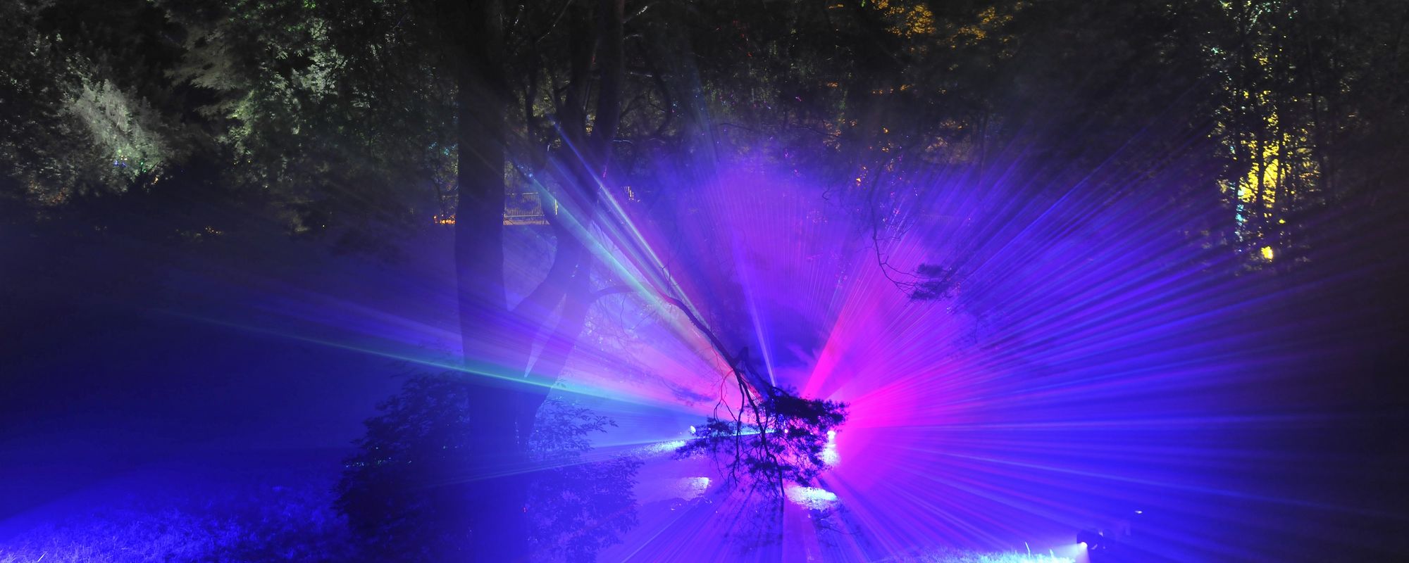 Der Zauberwald beim Lichterfest mit mystischem blau-lila-Licht